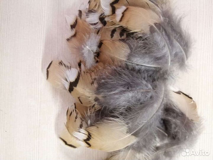 Перья капалухи