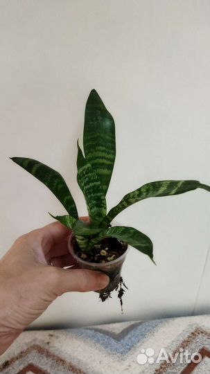 Сансевиерия сортовая