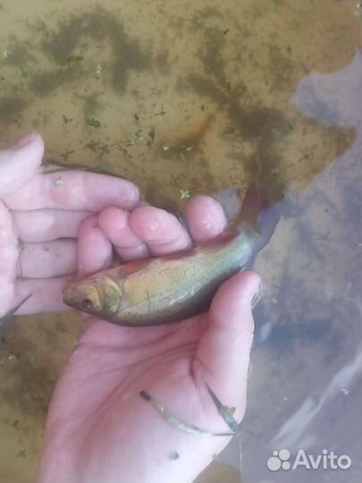 Живец карась
