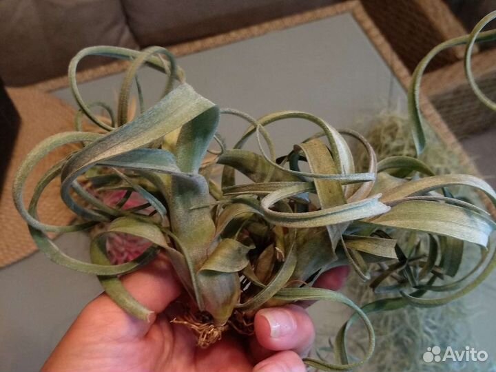 Тилландсия атмосферная