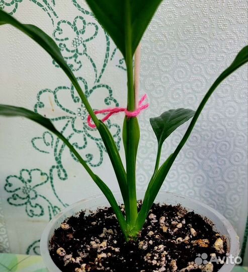 Спатифиллум сенсация