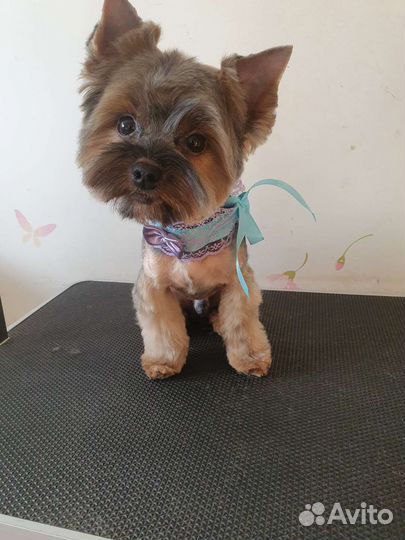 Стрижка собак