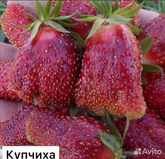 Рассада клубники