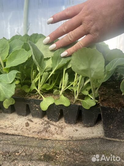 Рассада ранней капусты