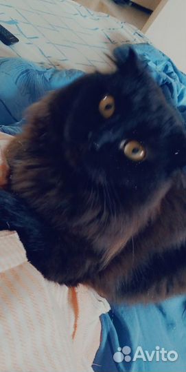 Шотландский кот вязка