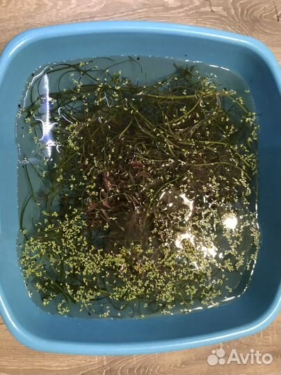 Аквариумные растения роталла