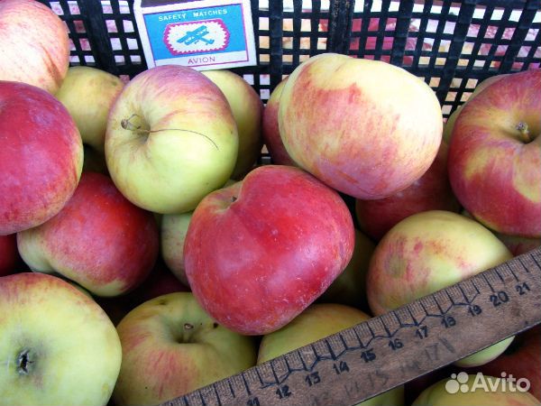 Саженцы Яблони окс