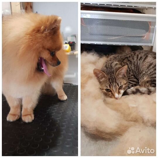 Грумер стрижка собак