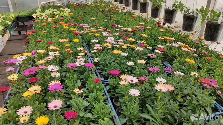 Рассада цветов