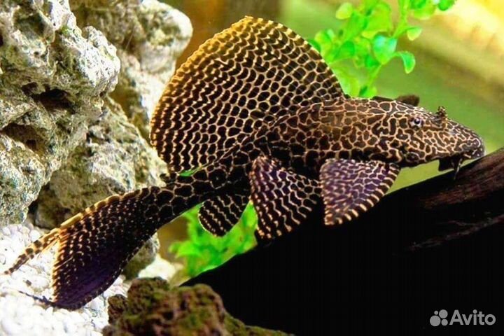 Аквариумные рыбки