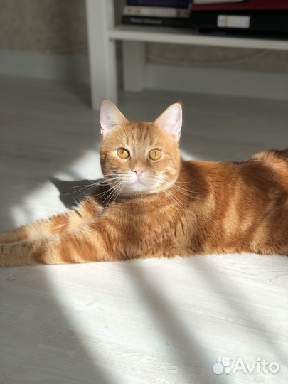 Передержка для животных