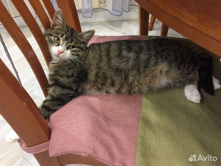 Кошки в добрые руки