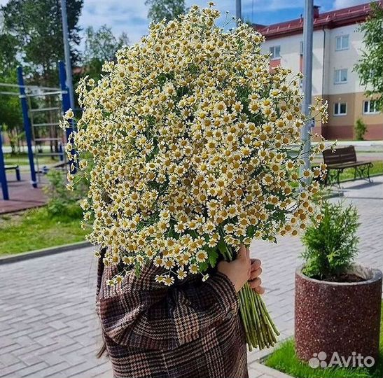 Доставка цветов. Ромашки