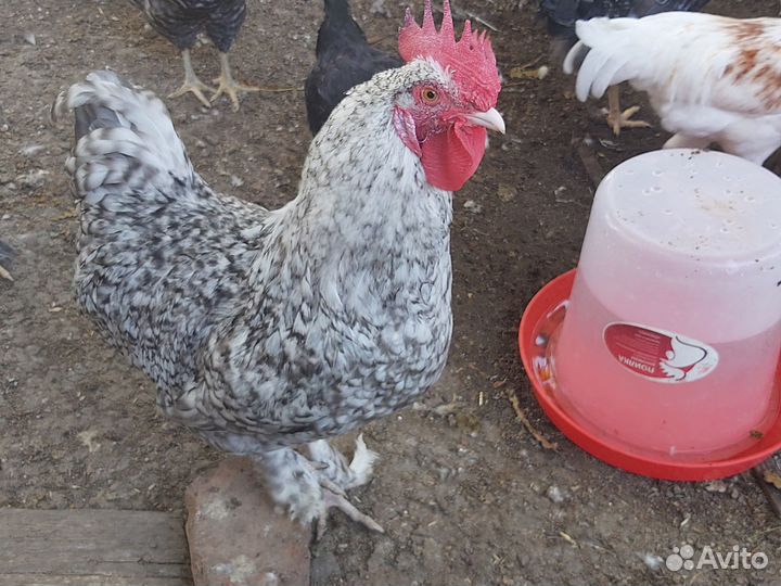 Петухи в продаже