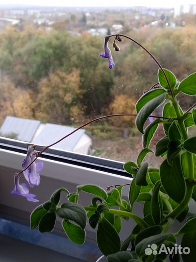 Комнатные цветы