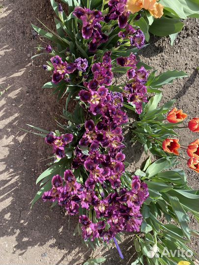 Ирис бордюрный, многолетник