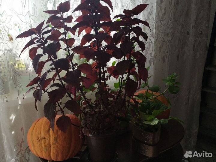 Колеусы вегетативные