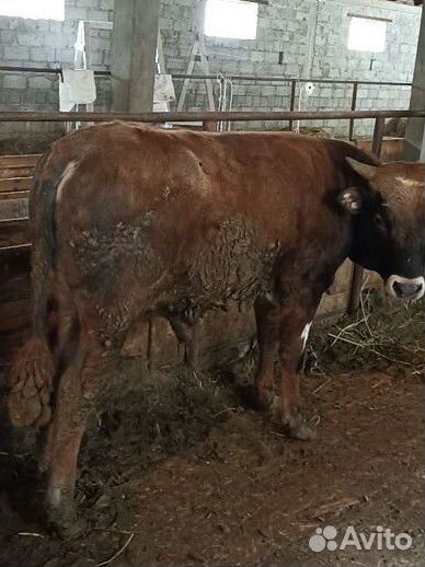 Бычки и быки на мясо