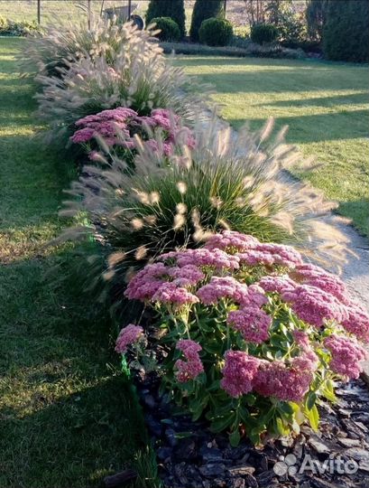 Очиток видный