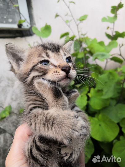 Котята мальчик и девочка