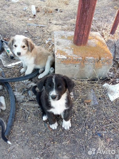 Метис хаски щенки