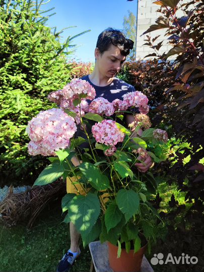 Розовая древовидная гортензия Кендибелл Баблгам