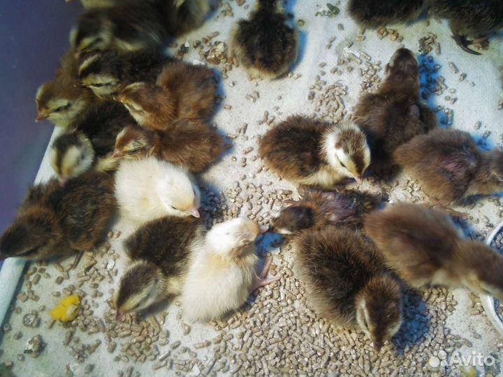 Цыплята