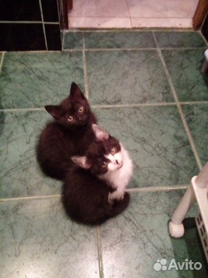 Чисто черная гладкошерстная котенок-малышка