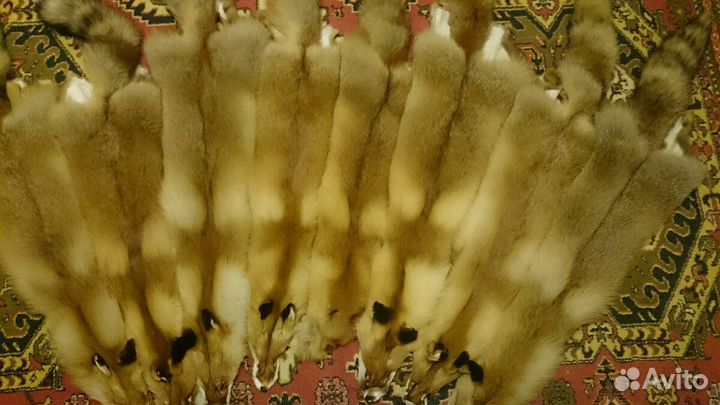Шкуры лисы