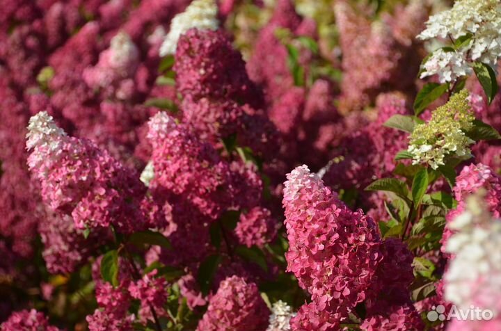 Гортензия Fraise Melba (Фрейз Мельба) в Р9