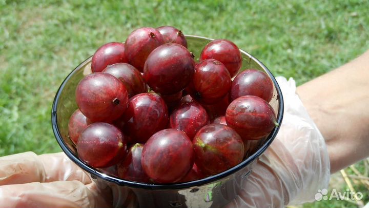 Крыжовник бесшипный Командор с1