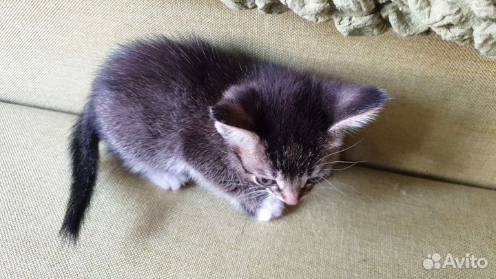 Кошки бесплатно