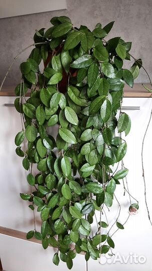 Хойя Карноза