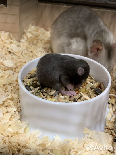 Сирийский хомяк малыш