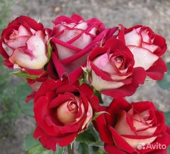 Чайно гибридные розы