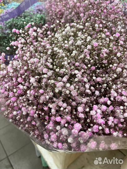 Гипсофила оптом