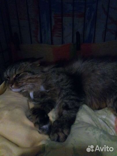 Котик ищет дом