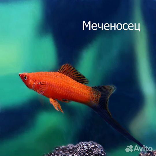 Меченосцы