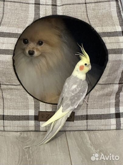 Попугай корелла с клеткой