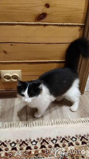 Отдам кота в добрые руки