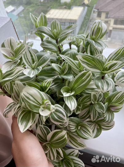 Традесканция белая