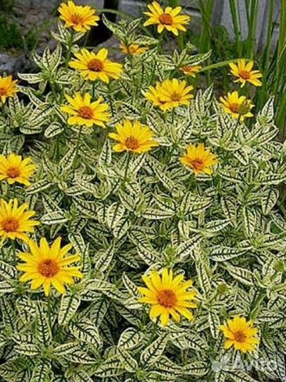 Жёлтые многолетники для сада