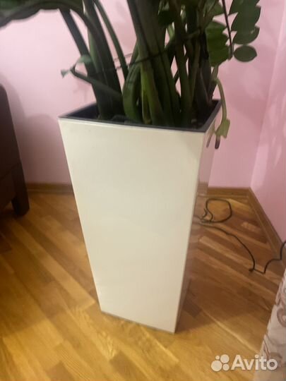 Замиокулькас комнатное растение