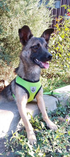 Коротколапик мальчик