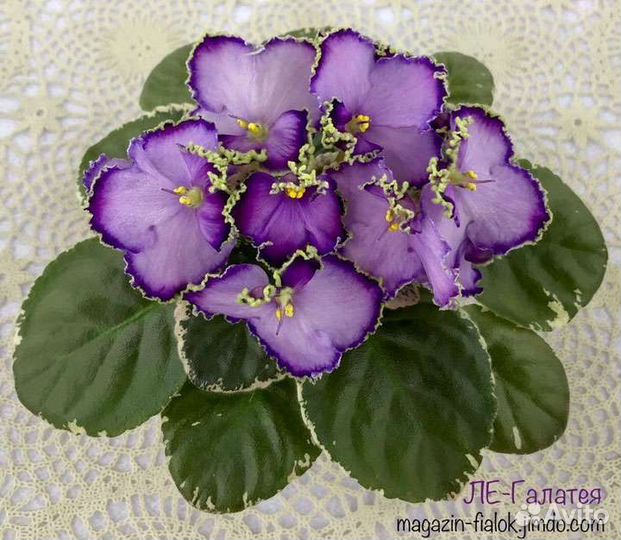 Детки сортовых фиалок