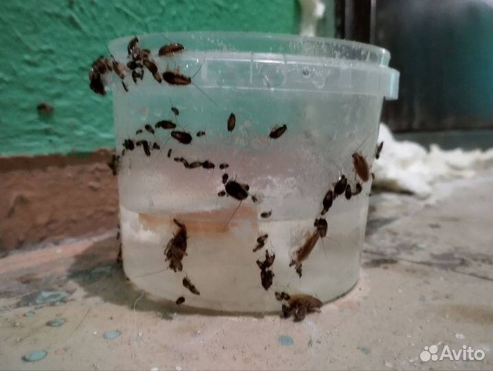 Обработка квартир от клопов, тараканов, грызунов