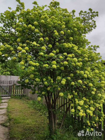 Калина Бульдонеж