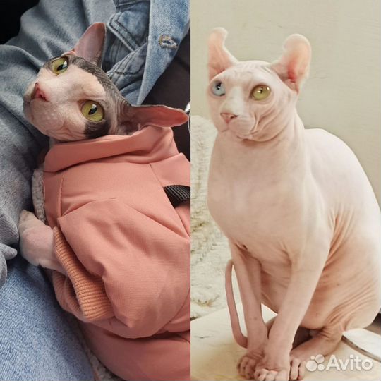 Канадский сфинкс котенок