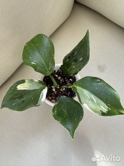 Филодендрон white Wizard