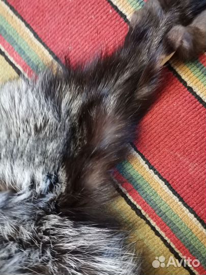 Шкура чернобурка цельная